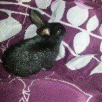 Profile Picture of Sarah Vickers (@blakevickerswifeforlife) on Instagram