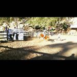 Profile Picture of connor hardy (@connor_country_life) on Instagram