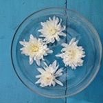 Profile Picture of Flores Maria Jose Fuenzalida (@lamariajosefuenzalida) on Instagram