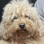 Profile Picture of Thomas Kwong (@thomas_kwong) on Instagram