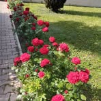 Profile Picture of Brigitte Chapon (@Brigitte-Chapon) on Facebook