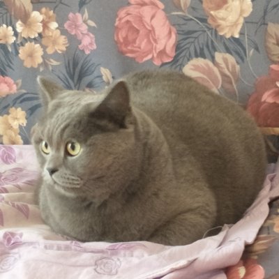 Profile Picture of Lucy Yuan (@lucyjac80402210) on Twitter