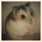 Profile Picture of gingertownsend (@gingertownsend) on Instagram