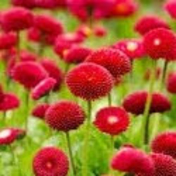 Profile Picture of Julia Afflitto (@juliaafflitto) on Poshmark