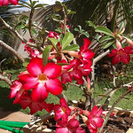 Profile Picture of Josue Alex Martins (@josuealexmartins) on Flickr