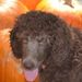 Profile Picture of Jane Witcher (@lucy150) on Pinterest