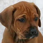 Profile Picture of Peter Rost (@peterrost8744) on Youtube