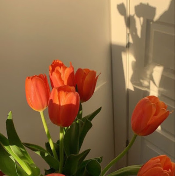 Profile Picture of Nova Hernandez (@josieproctor06) on Poshmark