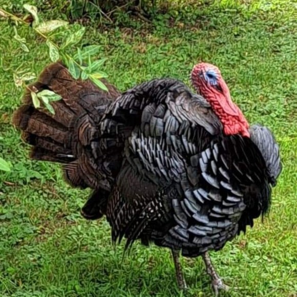 Profile Picture of Jason Krach (@jasonkrach) on Poshmark