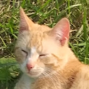 Profile Picture of Michael Faurot (@MichaelFaurot) on Youtube