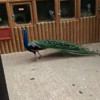 Profile Picture of Thomas Widdowson (@Thomas-Widdowson) on Facebook