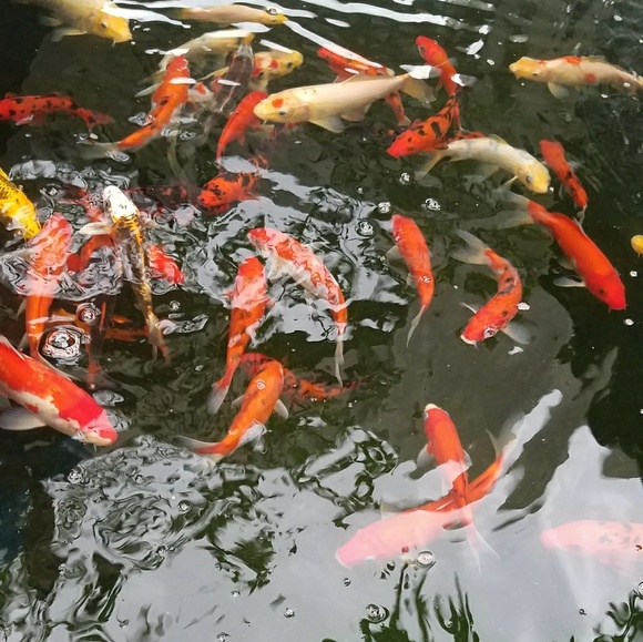 Profile Picture of Joyce Lin (@joy909) on Poshmark