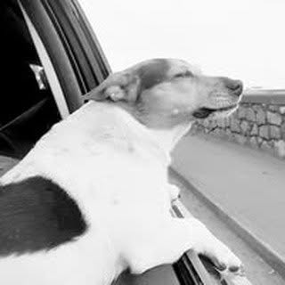 Profile Picture of Alison Melling (@melling_alison) on Instagram