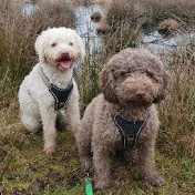 Profile Picture of Doris Sievers (@diewanderperros9453) on Youtube