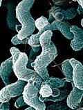 Profile Picture of Campylobacter - Wikipediaon Wikipedia