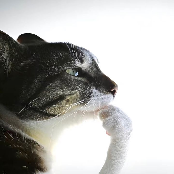 Profile Picture of Jeff (@basically.jeff) on Tiktok