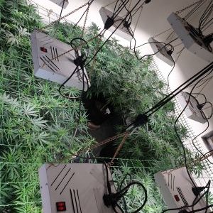 Profile Picture of Custom Grow Lights(wayne) (@Wayne64678809) on Twitter