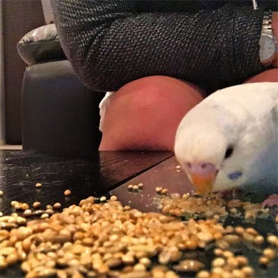 Profile Picture of Bandit/Bailey/Bjorn (@MikaelaRhodes20) on Twitter