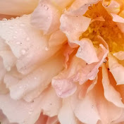 Profile Picture of Erica Ziegman (@ericaziegman7979) on Youtube