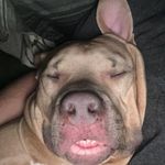 Profile Picture of Steven Sutliff (@sutliffsteven) on Instagram