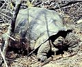 Profile Picture of Chelonoidis niger microphyeson Wikipedia