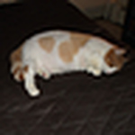 Profile Picture of Ernest  Brunner (@Ernie and Rose) on Flickr