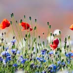 Profile Picture of Petruska Kati (@Petruska-Kati) on Facebook