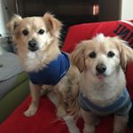 Profile Picture of Lula, Cooper and Chase (@lula_cooper_and_chase) on Instagram