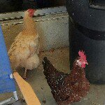 Profile Picture of peter v demaria (@petes_kitchen_and_garden) on Instagram