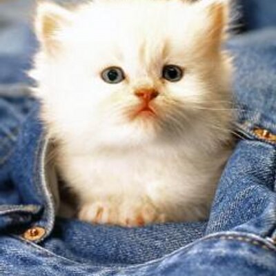 Profile Picture of Simran Malhotra (@simranmalhotra3) on Twitter
