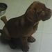 Profile Picture of Wrigley Jameson (@wrigleyivie) on Pinterest