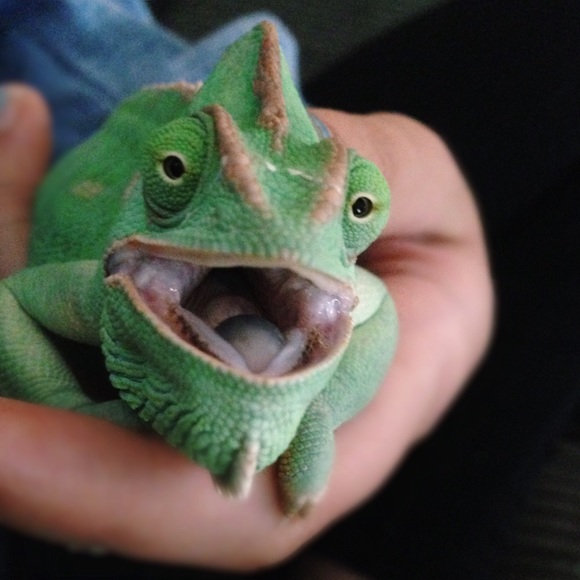 Profile Picture of Yazmin Sanchez (@yaazzminnn) on Poshmark