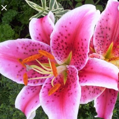 Profile Picture of Lorie Alexander (@LLA915) on Twitter