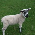 Profile Picture of Leo Coleman (@leocoleman3734) on Instagram