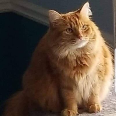 Profile Picture of Pamela Berner (@pambee_) on Twitter