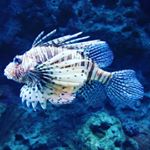 Profile Picture of Rannvá Danielsen (@rannvau) on Instagram