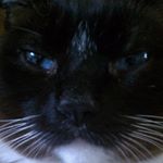 Profile Picture of Sherry Ammons Flynn (@seymourcherokee) on Instagram