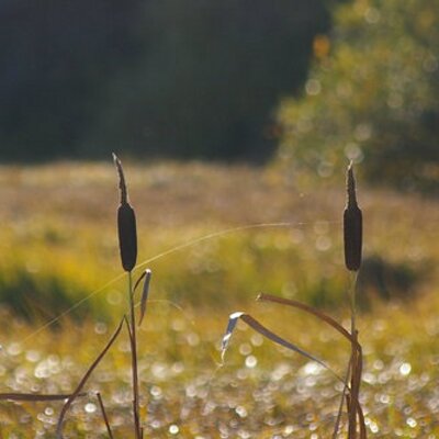 Profile Picture of Janet Kerr (@jnlkr) on Twitter