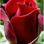 Profile Picture of Rajesh Dhingra (@rajesh.dhingra.98) on Instagram