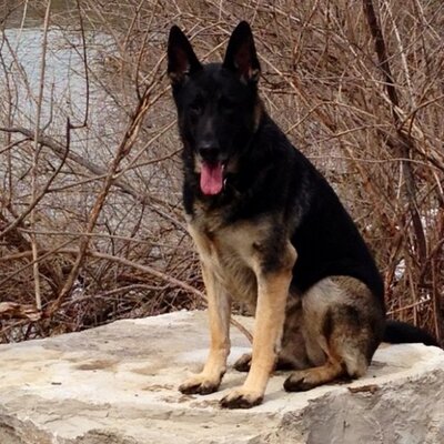 Profile Picture of Peter Medeiros (@MedePeter) on Twitter