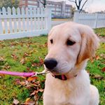 Profile Picture of Whitney Shea (@whitneythegoldenn) on Instagram