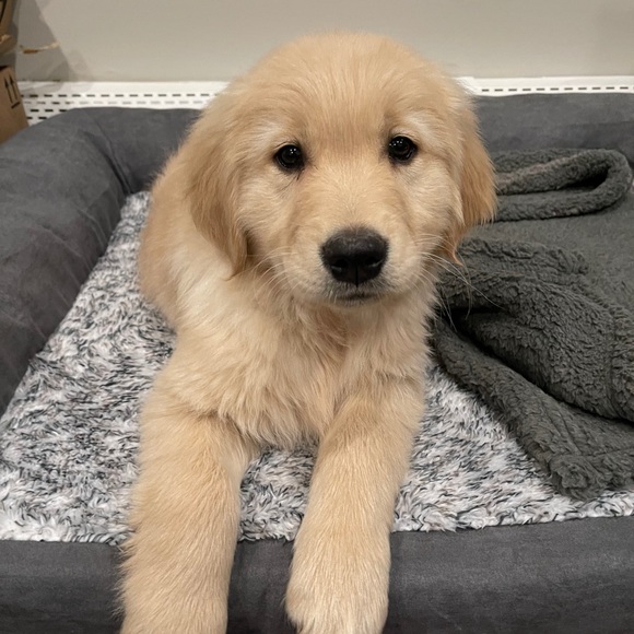 Profile Picture of Courtney Dombkowski (@cdombkowski) on Poshmark