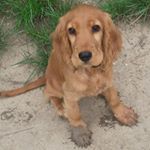 Profile Picture of Sonja Sachs-Kopp (@sonjasachskopp) on Instagram