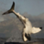 Profile Picture of Chris  Fallows (@apexsharks) on Flickr