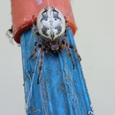 Profile Picture of Ben Conaway (@Ben_TheBugman) on Twitter