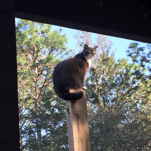 Profile Picture of Sheryl Huggins (@sldhuggi) on Poshmark