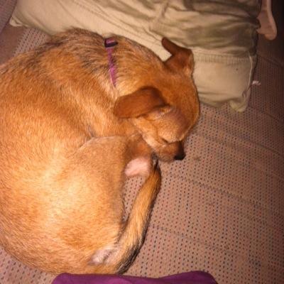 Profile Picture of Mrs. Jessica Brecht (@fishpearls2009) on Twitter
