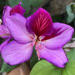 Profile Picture of Pamela Alegandra Moltalvo Clure (@solisfranciscojaviervelasco) on Instagram