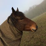 Profile Photo of Eleanor Barnes (@ponies4life_cruize) on Instagram