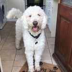 Profile Picture of Benjamin Woods-Bolton (@thedoodle_ben) on Instagram